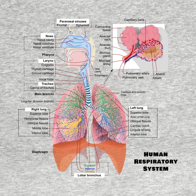 Human Respiratory System Diagram by sovereign120